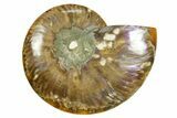 Cut & Polished Ammonite Fossil (Half) - Madagascar #369598-1